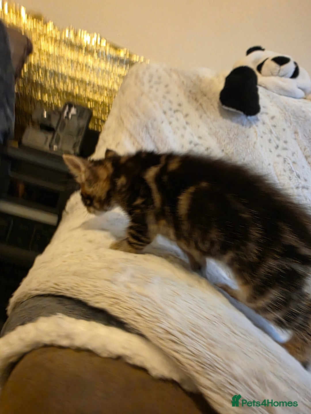 Mixed Breed cats for sale: 2 Male Stripy Kitten's - Advert 26