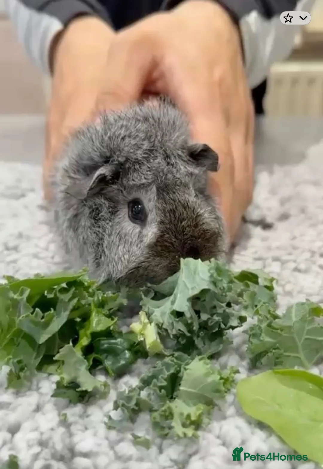 Guinea Pig rodents for sale: 3 Male Guinea Pigs Rehome - Advert 1