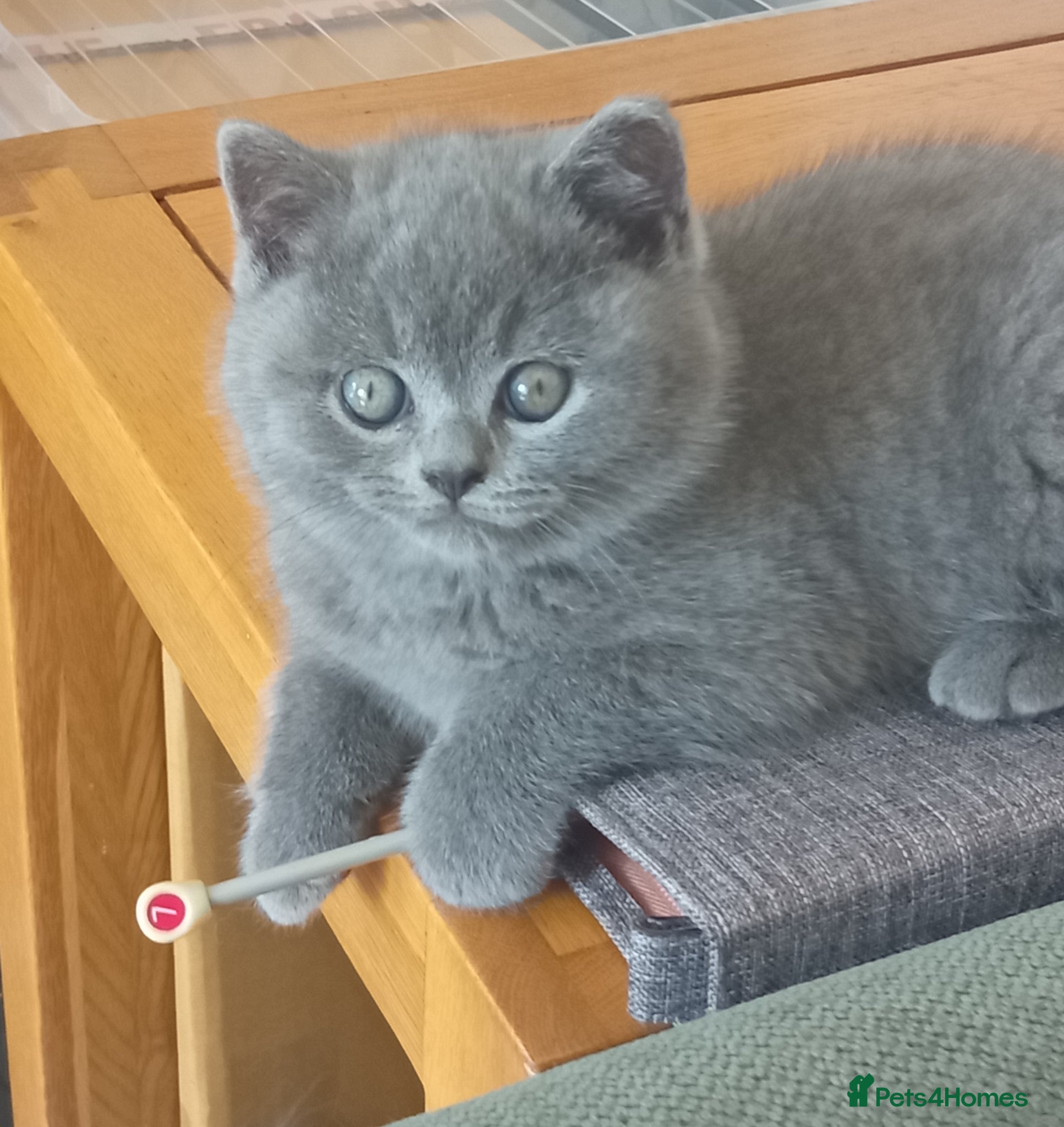 British Shorthair cats Gorgeous British short-haired kittens  - Advert 11