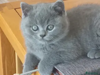 British Shorthair cats Gorgeous British short-haired kittens - Advert 1