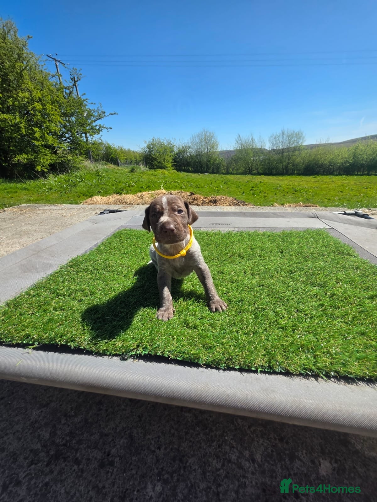 German Shorthaired Pointer dogs Stunning example of KC German Shorthaired Pointers - Advert 1