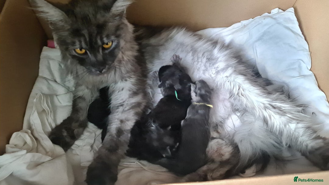 Maine Coon cats for sale: Maine Coon kittens registered with GCCF - Image 8