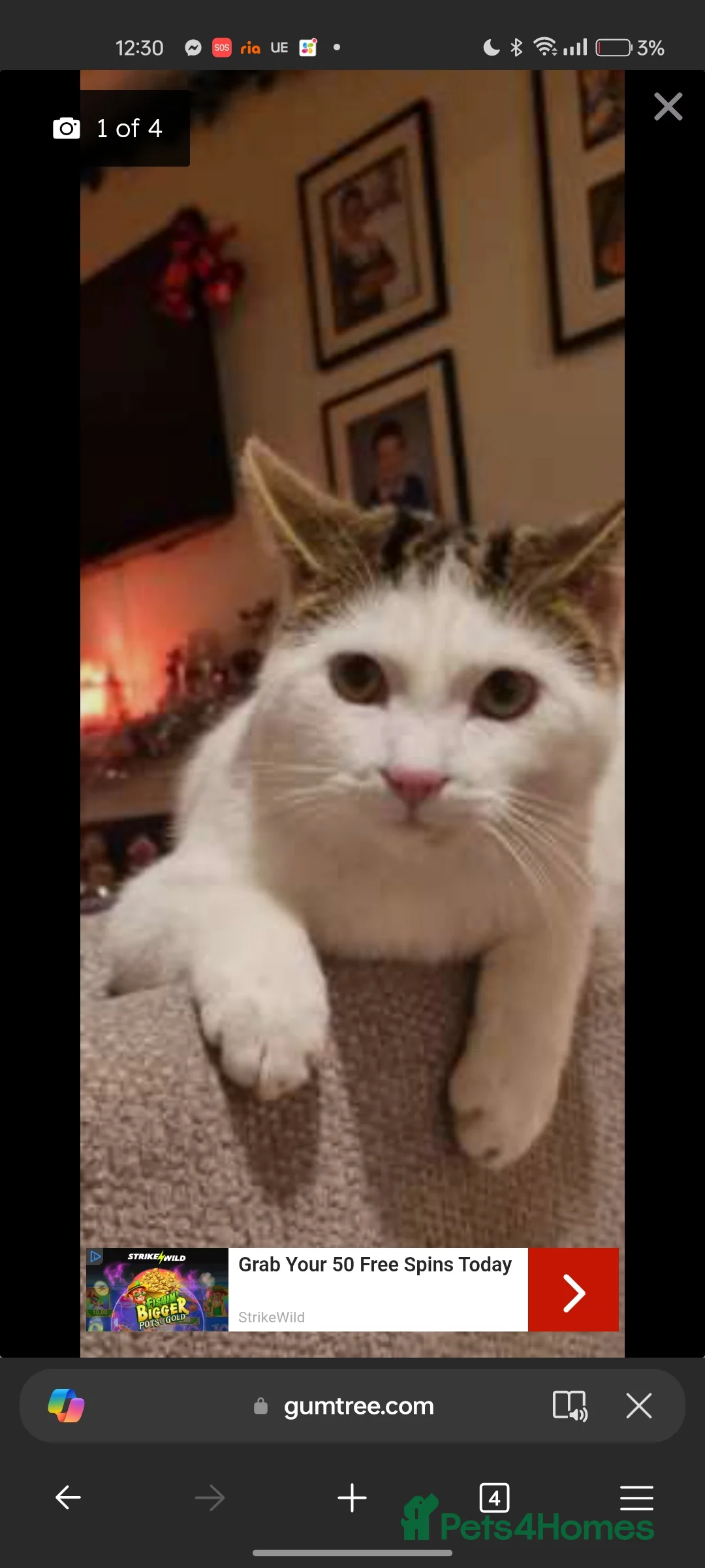 British Shorthair cats for sale: Happy cat in need of family home - Advert 1