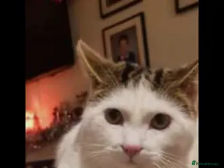 British Shorthair cats Happy cat in need of family home - Advert 1