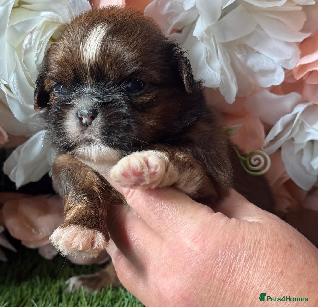 Shih Tzu dogs for sale: Kc various colour Shih Tzu 14 dna health tested  - Image 4