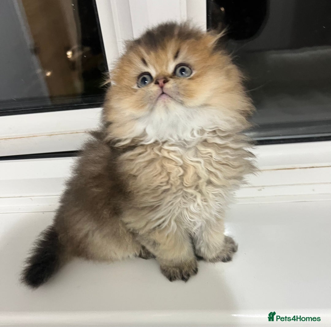 Scottish Fold cats for sale: Pedigree cutest SFLH kittens   - Advert 11