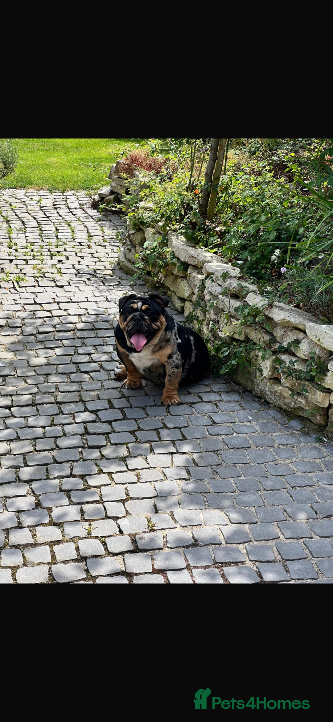 English Bulldog dogs for sale: Breeding pair of English Bulldogs for sale - Advert 4