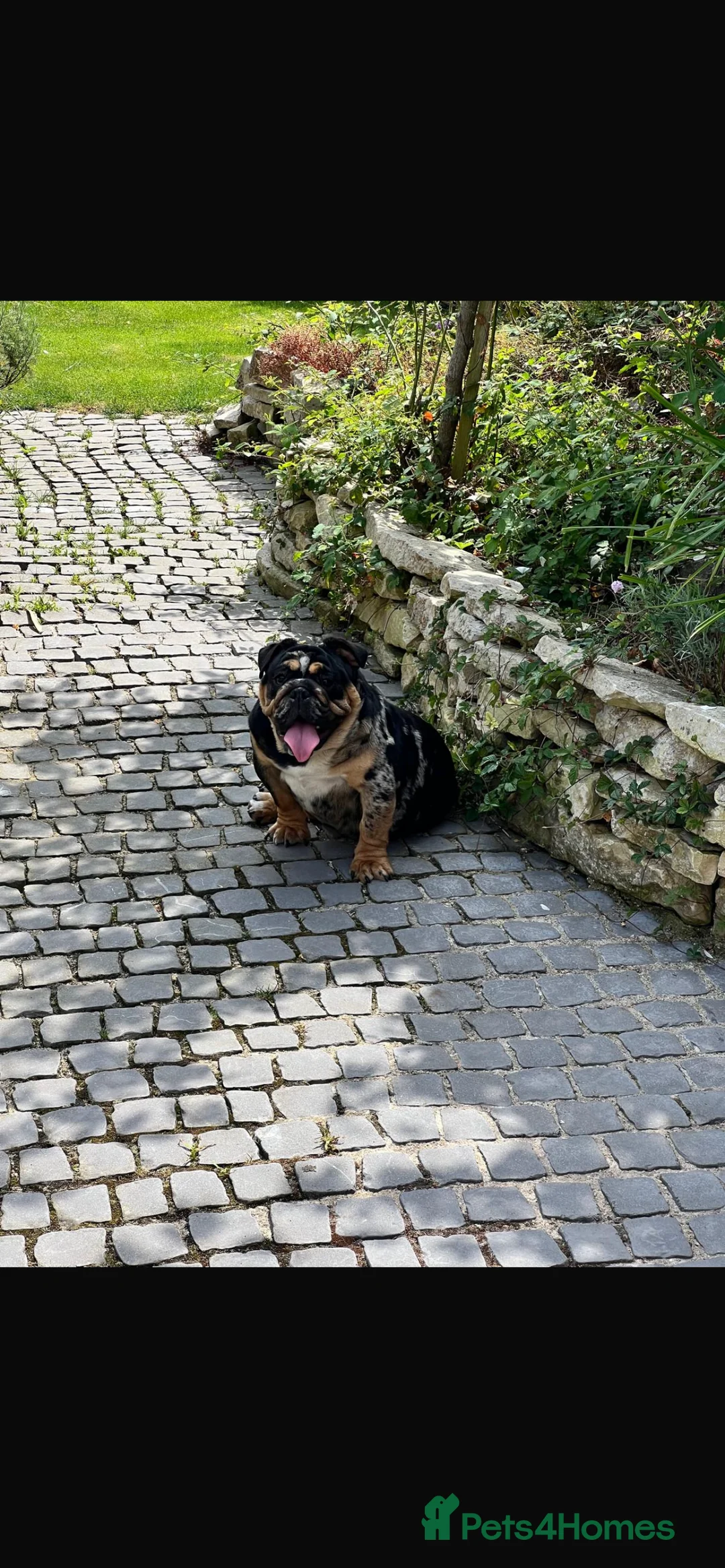 English Bulldog dogs for sale:  English Bulldogs for sale £1000 each  - Advert 4