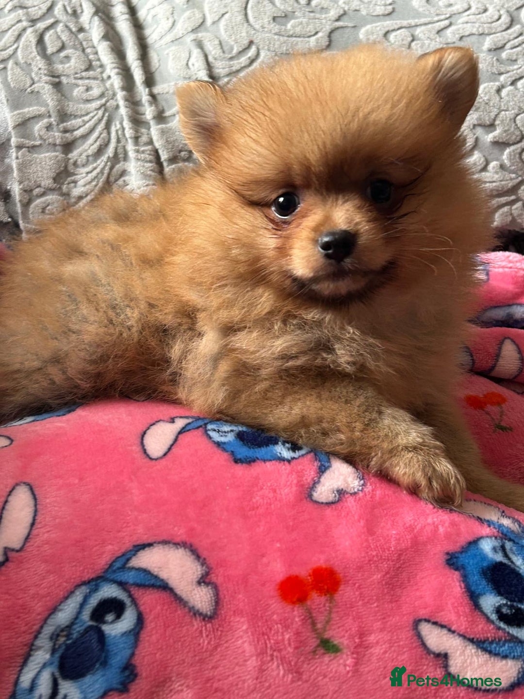 Pomeranian dogs for sale: Tiny Pomeranian puppies - Image 10