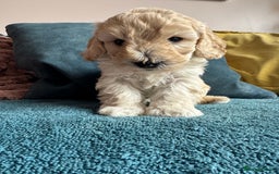 Cockapoo dogs for sale: Wonderful snuggle buddy  - Image 4