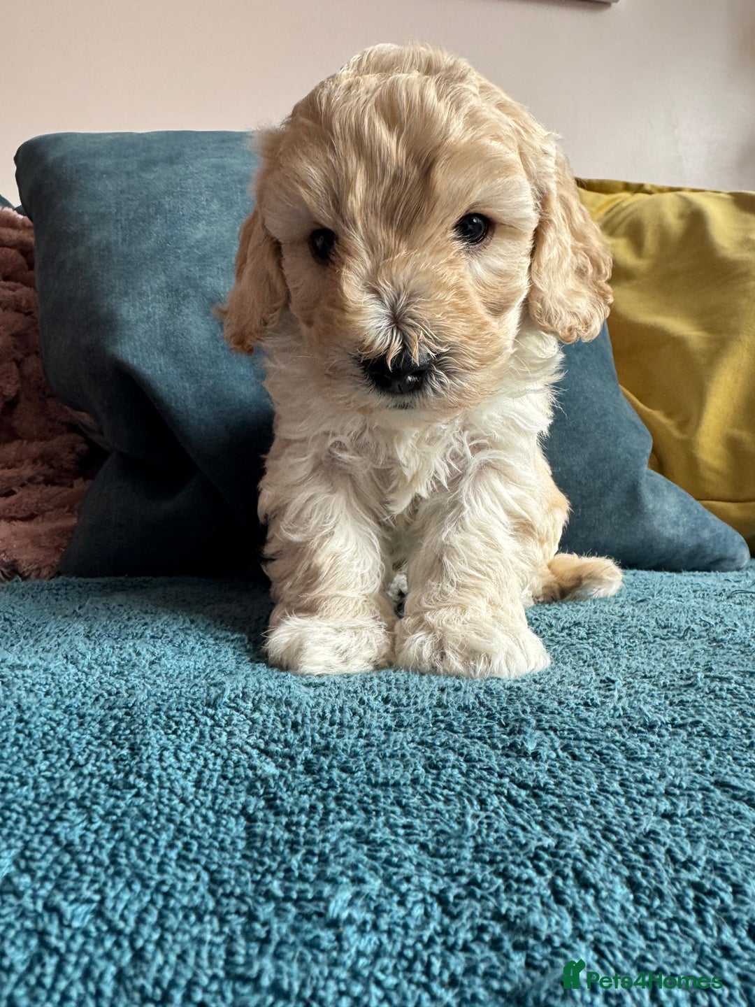 Cockapoo dogs for sale: Wonderful snuggle buddy  - Image 4