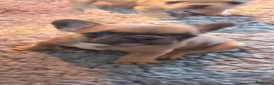 French Bulldog 2