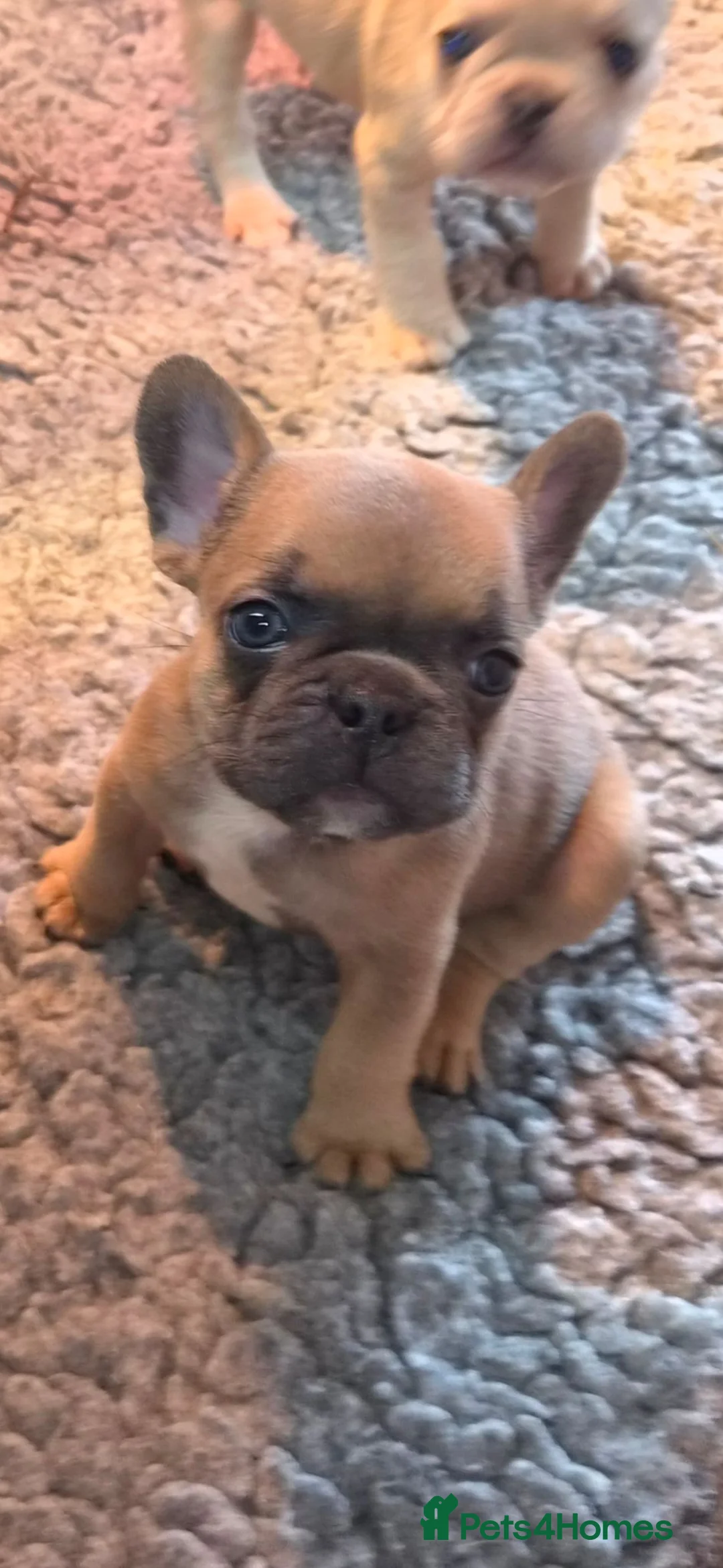 French Bulldog dogs for sale: French Bulldog KC Puppies - Advert 35