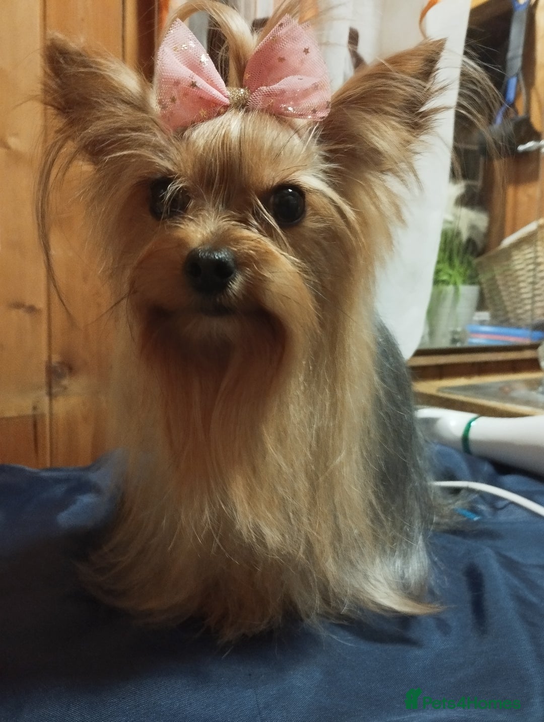 Yorkshire Terrier dogs for sale: 💝Beautiful Miniature Babies from 250g💝 - Image 31