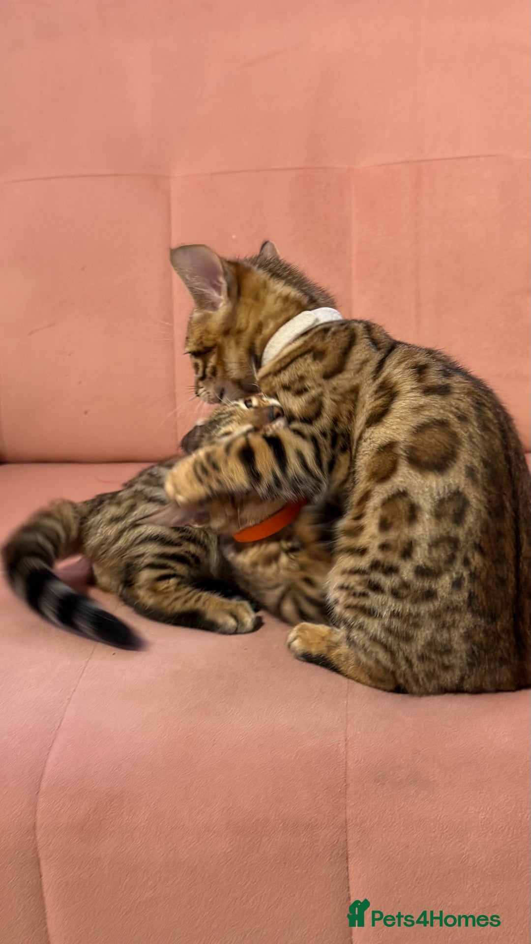 Bengal cats for sale: Bengal kittens TICA ready to leave NOW♥️🐈 - Advert 2