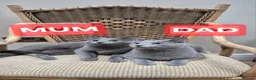 Russian Blue cats for sale: Russian Blue Kittens Loving Homes Only TICA Reg - Advert 3
