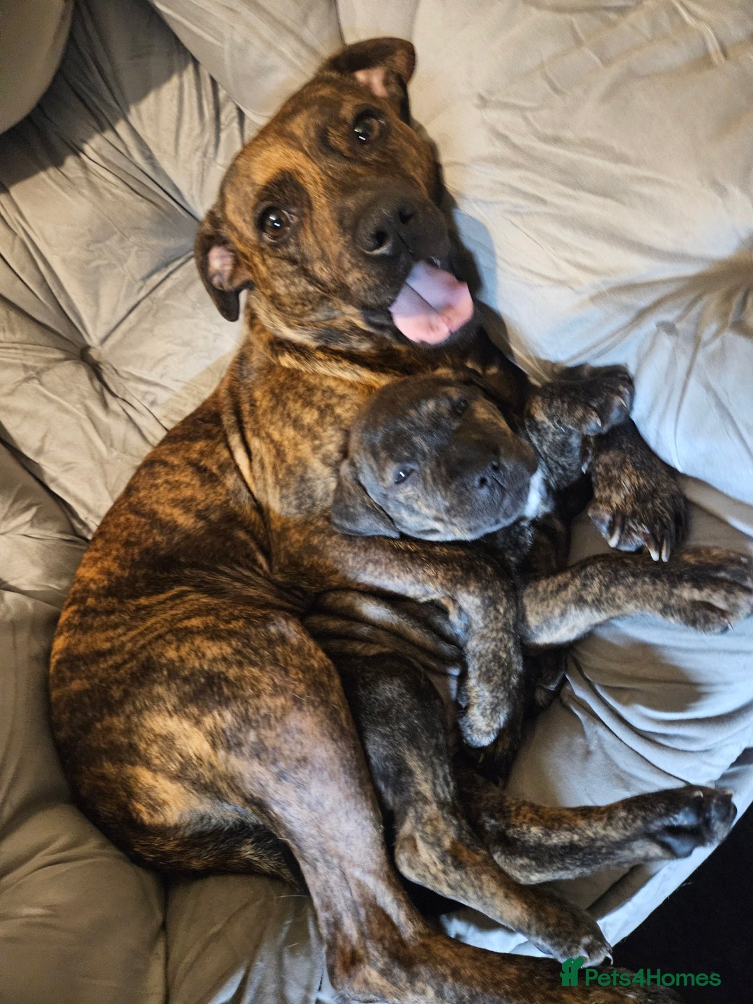 Mixed Breed dogs for sale: Cane corso x shar pei x staffy - Advert 16