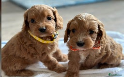 Cockapoo dogs for sale: F1 cockapoo puppies ♥️💙 - Image 4