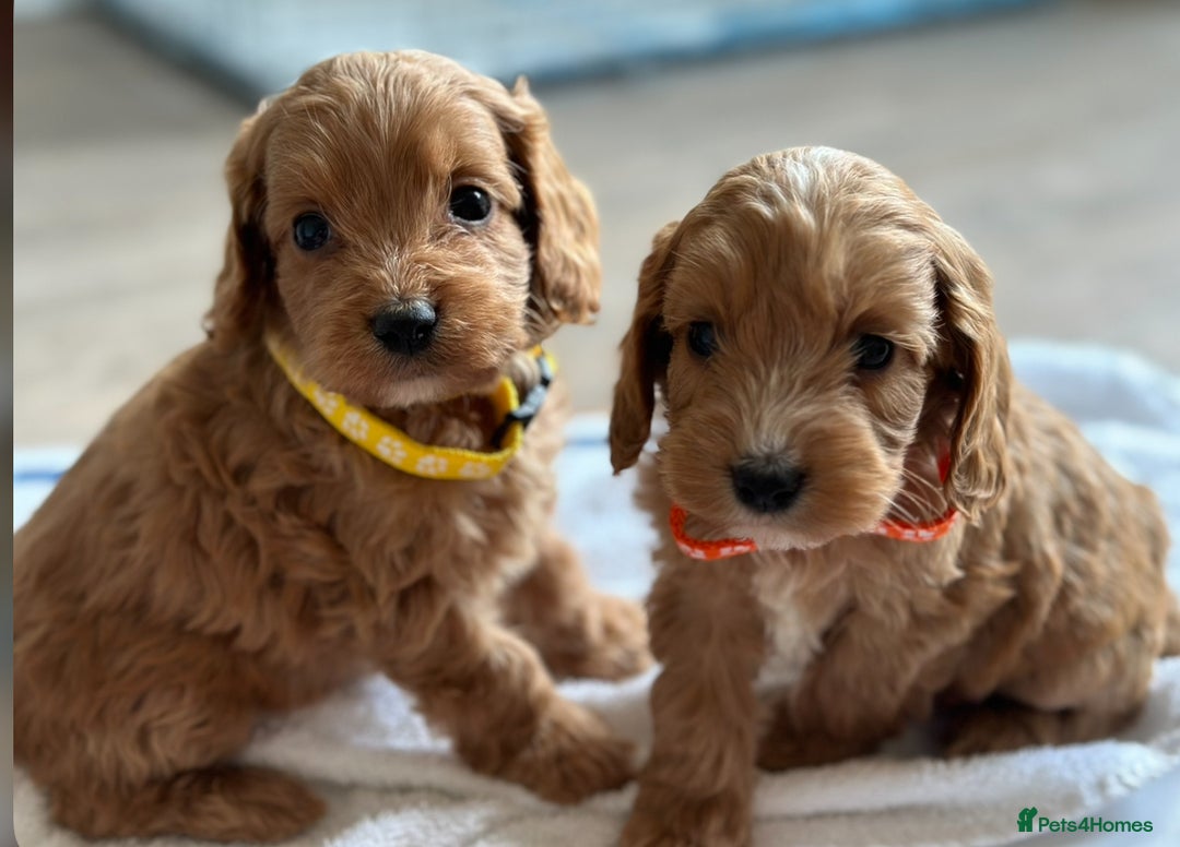 Cockapoo dogs for sale: F1 cockapoo puppies ♥️💙 - Image 4