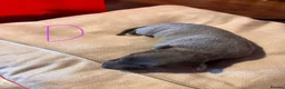Whippet dogs for sale: Beautiful blue and blue brindle Whippet puppies - Advert 9