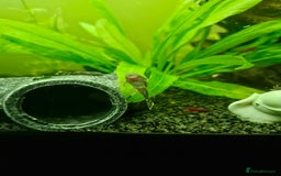 Plecos fish for sale: Bristlenose Plecos - Image 7