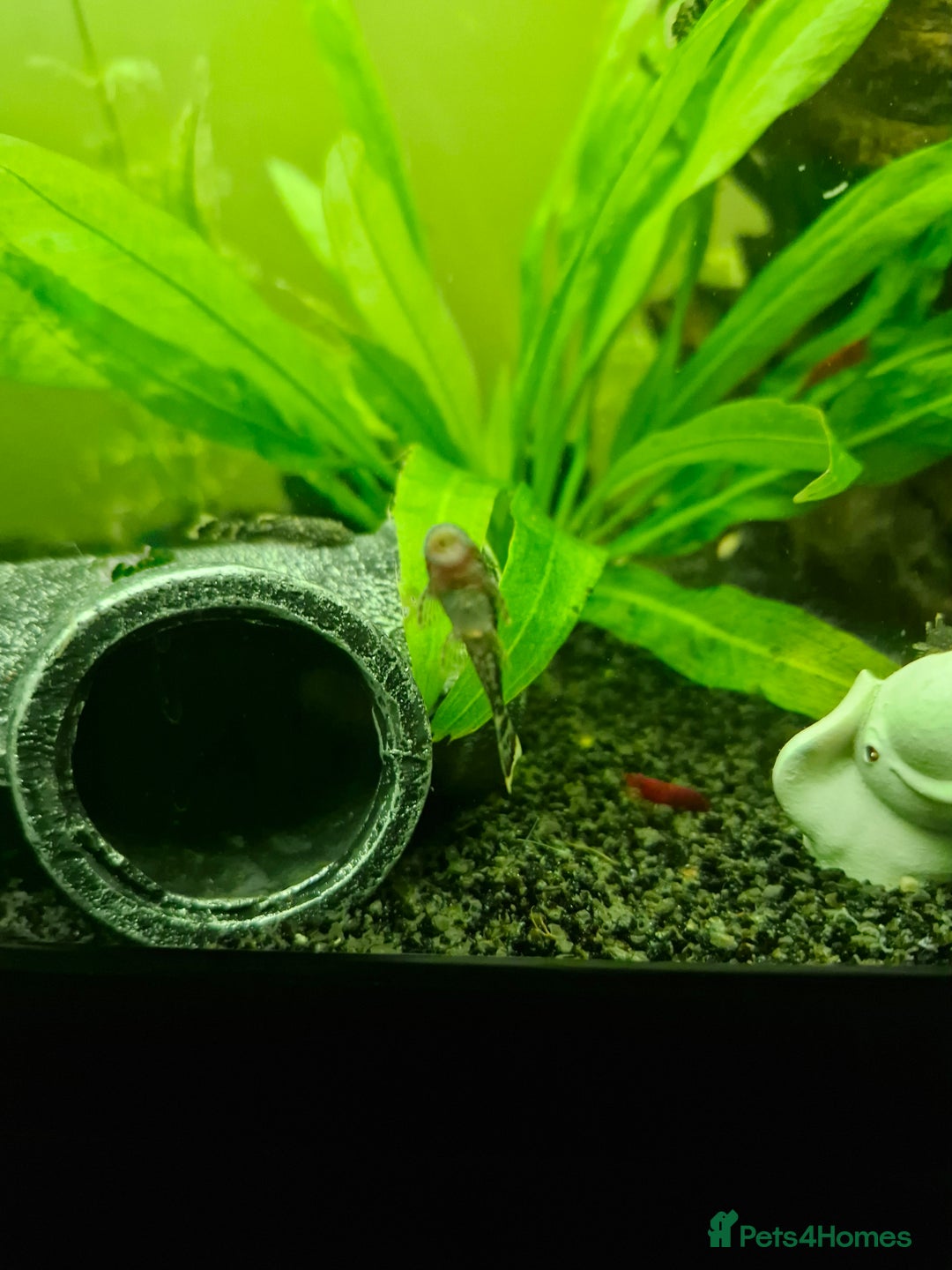 Plecos fish for sale: Bristlenose Plecos - Image 7