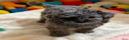 Cavapoo dogs for sale: Exquisite Merle F1b cavapoo puppies for sale  - Advert 4