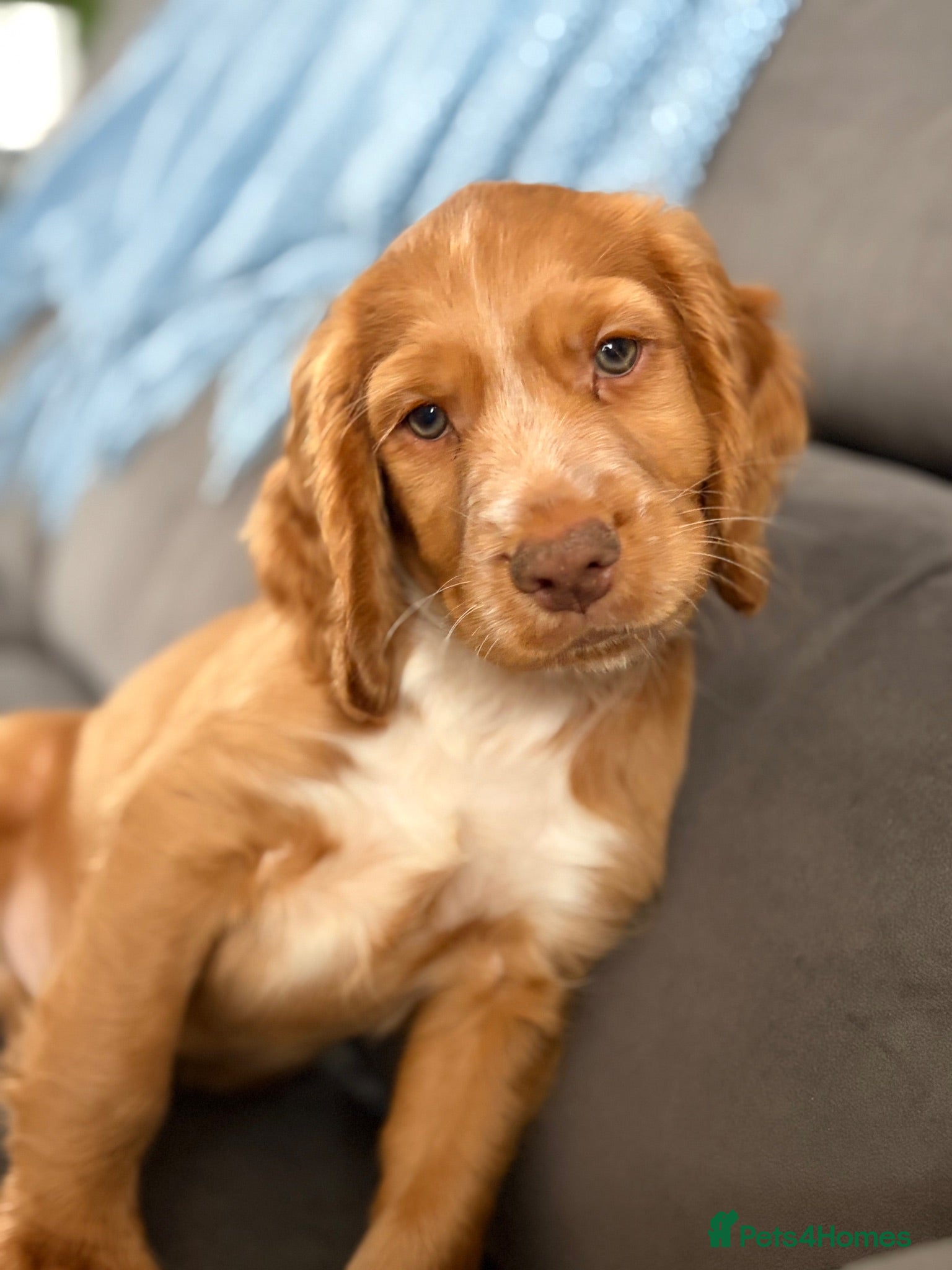 Cocker Spaniel dogs Cocker Spaniels - Advert 1