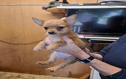Chorkie dogs for sale: Beautiful Chorkie Puppies - Image 4