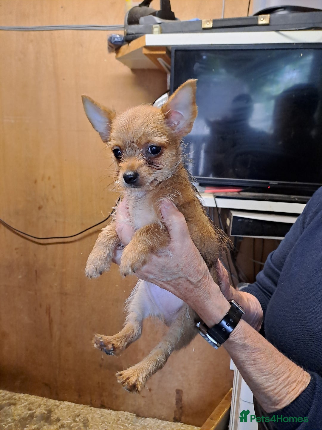 Chorkie dogs for sale: Beautiful Chorkie Puppies - Image 4