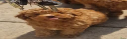 Toy Poodle dogs for sale: Toy poodle  - Advert 20
