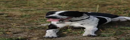 Mixed Breed dogs for sale: 10/11month old dog for rehoming  - Advert 8