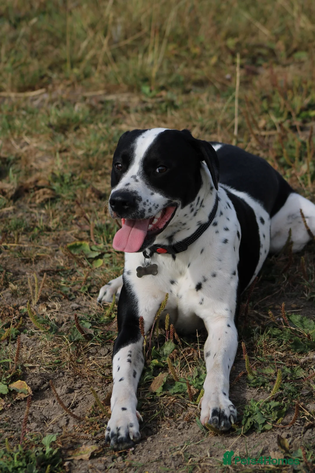 Mixed Breed dogs for sale: 10/11month old dog for rehoming  - Advert 8
