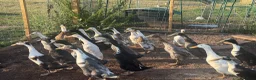 Ducks poultry for sale: Runner ducks available mixed ages and genders - Advert 4