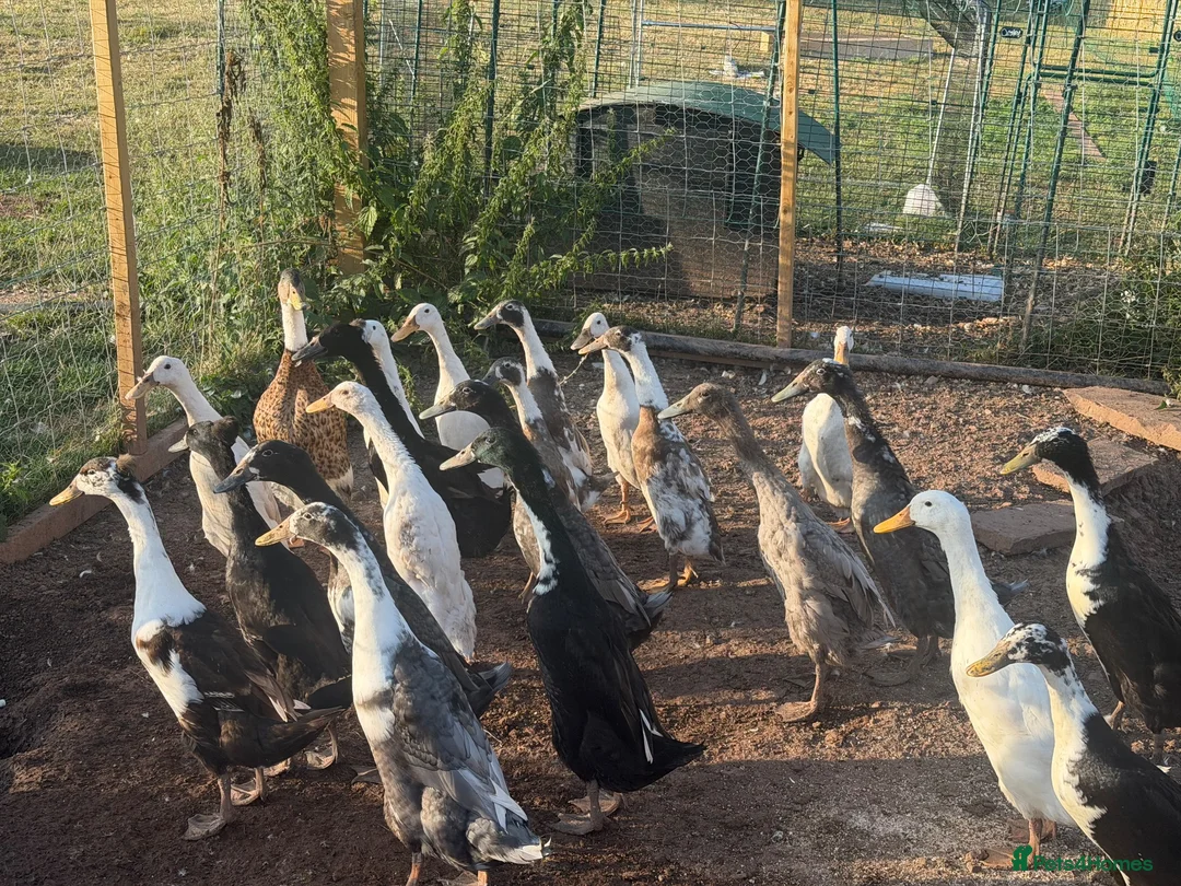Ducks poultry for sale: Runner ducks available mixed ages and genders - Advert 4