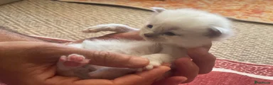 Ragdoll 3