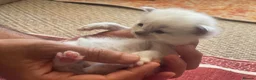 Ragdoll cats for sale: Ragdoll kittens GCCF - Advert 19
