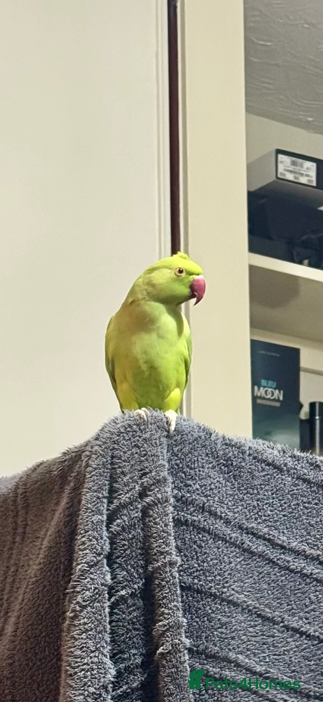 Ringnecks birds for sale: Indian ring neck FEMALE  - Advert 7