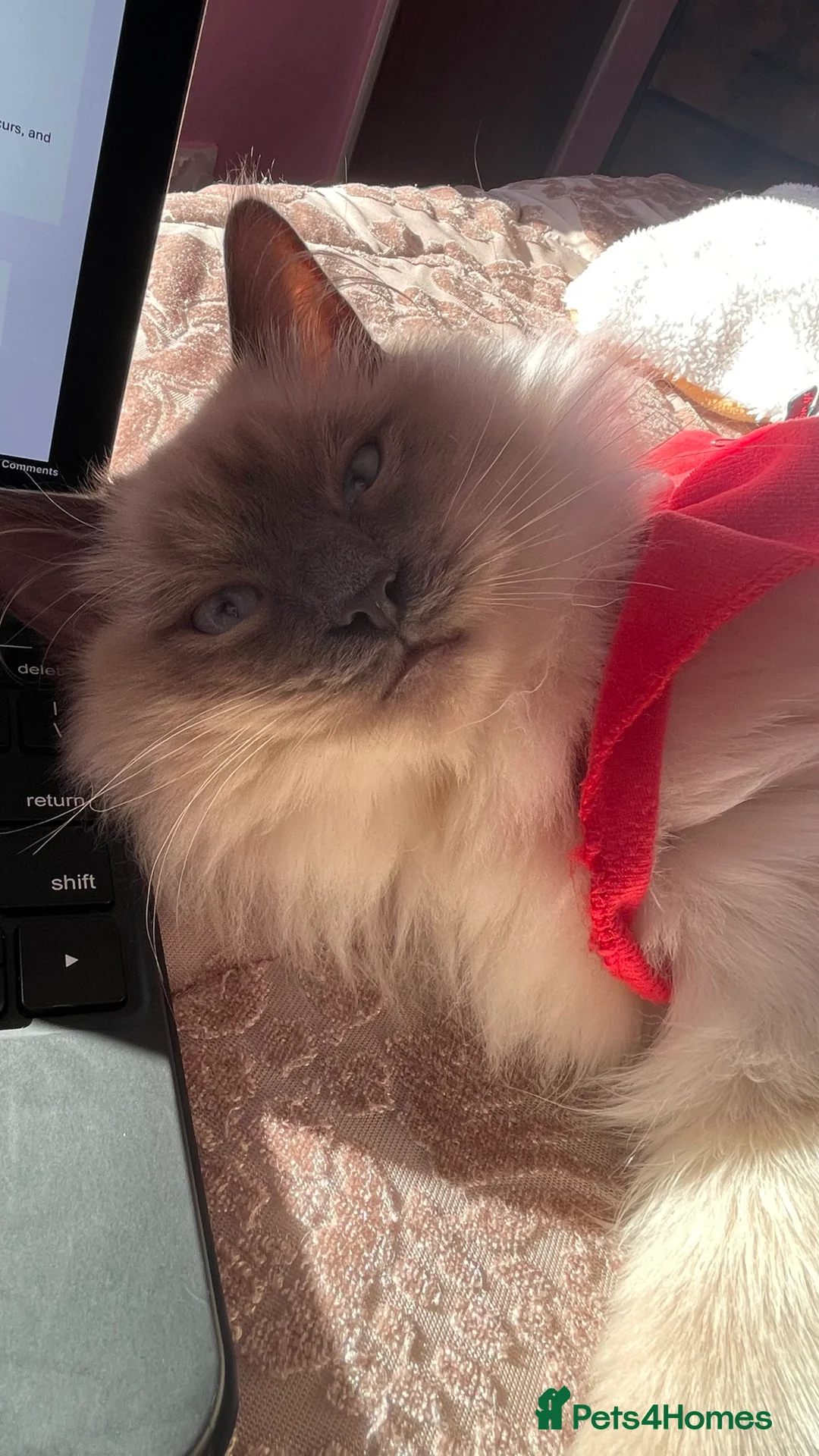 Ragdoll cats for sale: Mr Meelo in Pontypridd - Advert 5
