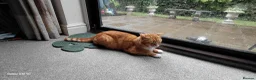 Bengal cats for sale:  Looking for a Loving Forever Home. Bengal/Calico - Advert 10