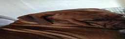 Mixed Breed dogs for sale: Mastiff Bordeaux Puppies - Advert 4
