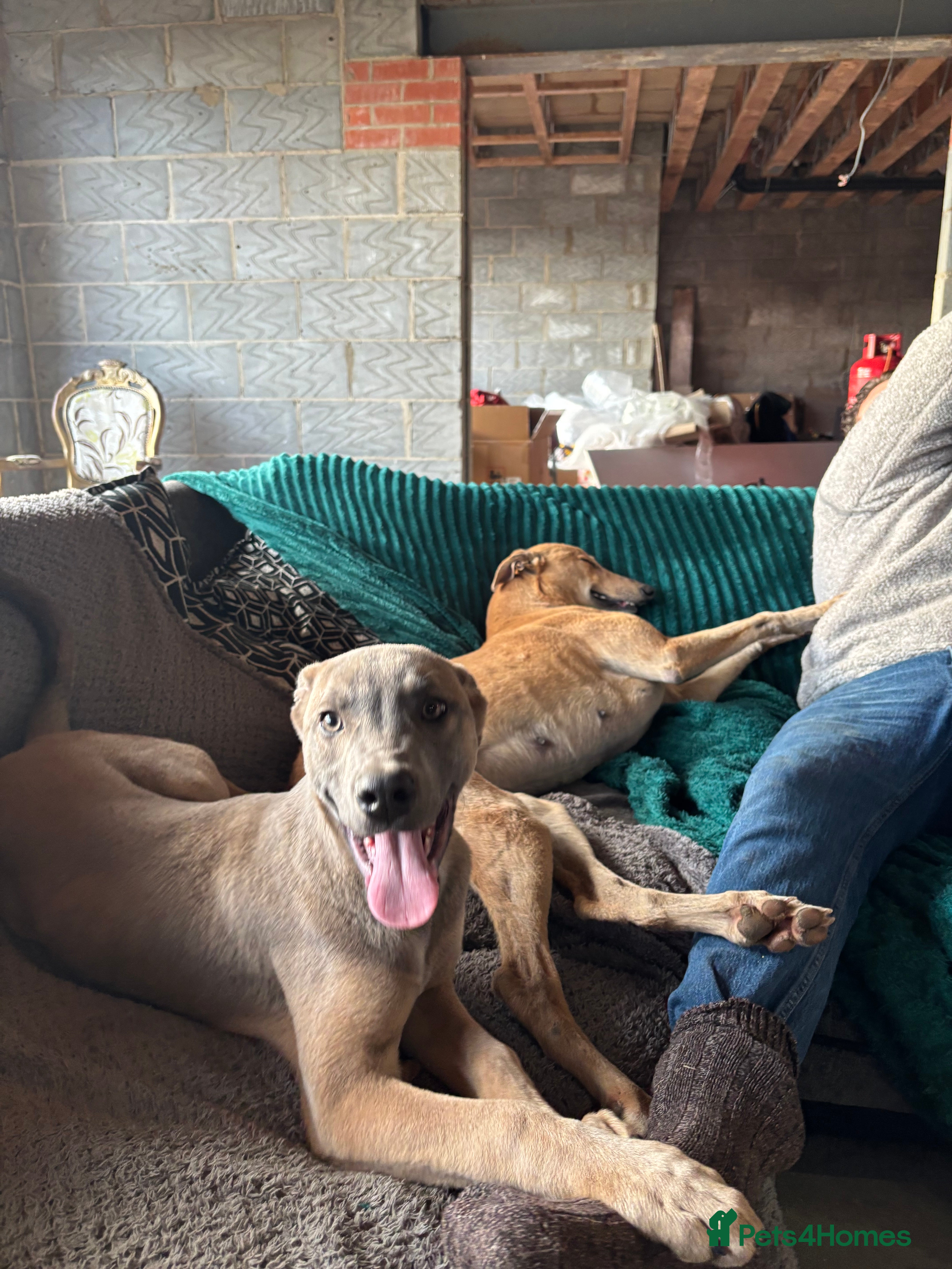 Mixed Breed dogs Mr crump  - Advert 1