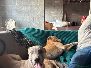 Mixed Breed dogs Mr crump - Advert 1