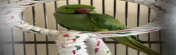 Ringnecks birds for sale: Male & Female Indian Ringneck - Advert 3