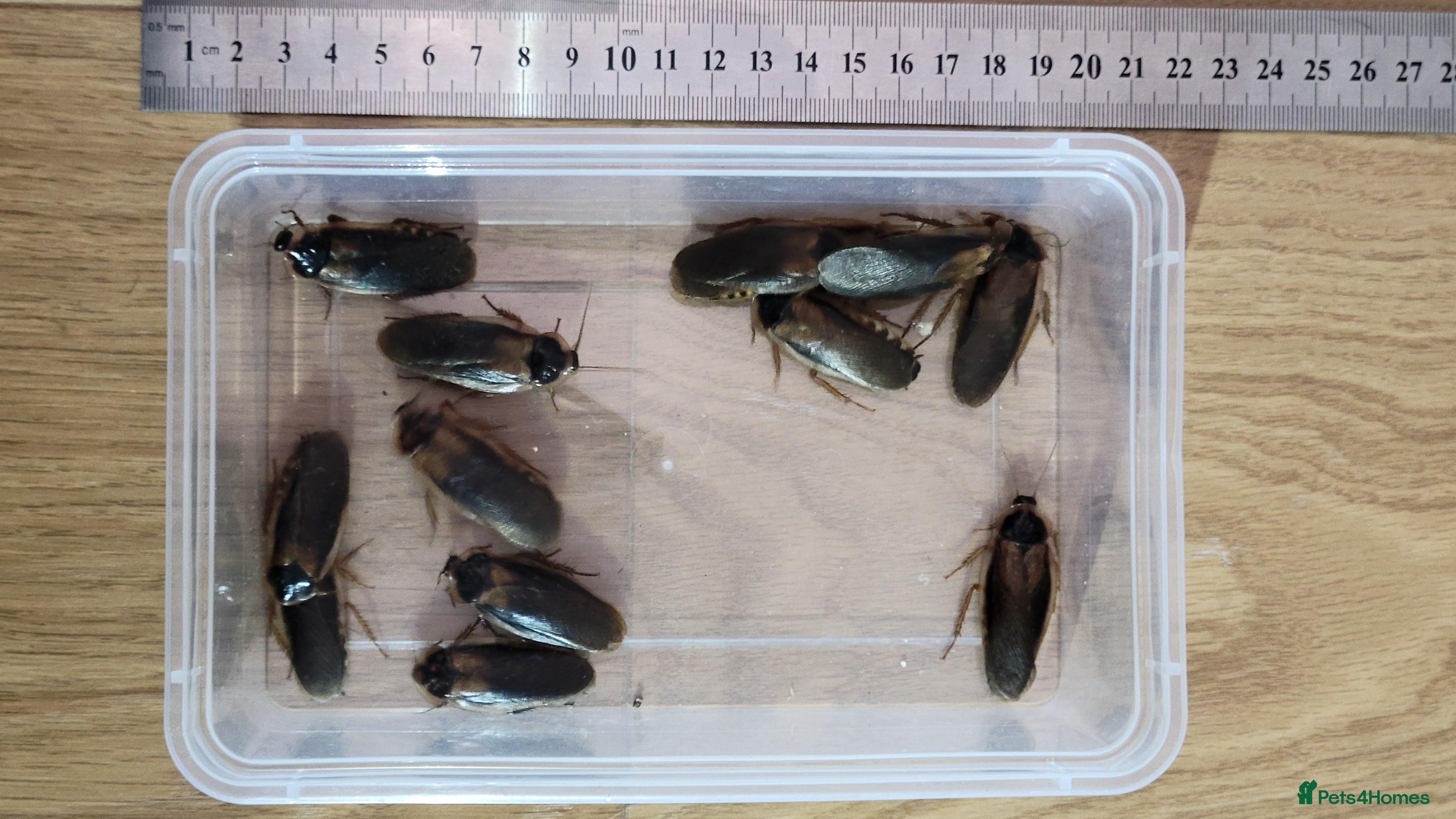 Cockroaches invertebrates Dubias Roaches (12x Adult / Males) - Advert 3