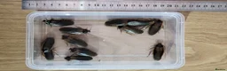 Cockroaches invertebrates for sale: Dubias Roaches (12x Adult / Males) in New Malden - Advert 1