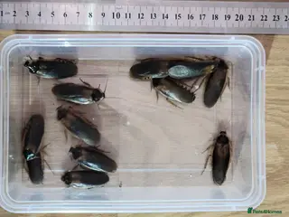 Cockroaches invertebrates Dubias Roaches (12x Adult / Males) - Advert 1