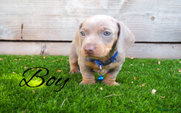 Miniature Dachshund dogs for sale: 3 LEFT- READY TO LEAVE ❤️ Mini Dachshund puppies! - Image 6