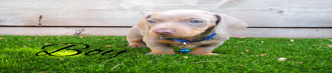 Miniature Dachshund Puppy 3