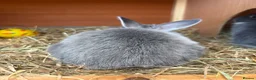 Netherland Dwarf rabbits for sale: Girl Netherland Dwarf - Advert 5